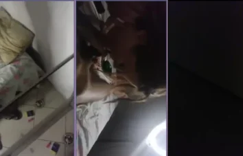 Ruivinha gostosa fazendo um boquete e cavalgando em transmissão ao vivo com seu parceiro